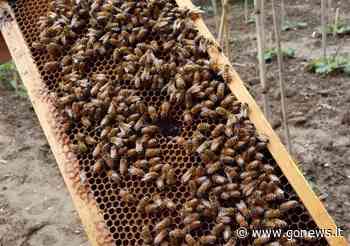 Rubano 45 alveari da Milano a Siena ma un'arnia ha il gps: rintracciate le api - gonews