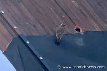 Resilient woodpecker stymies caretakers of Cowichan’s Big Stick - Saanich News