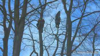 Werdohl: Gleitschirm-Flieger hing im Baum fest | Regional - BILD