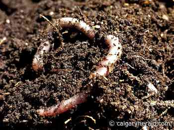 Nelson: Earthworms causing havoc in Alberta forests - Calgary Herald