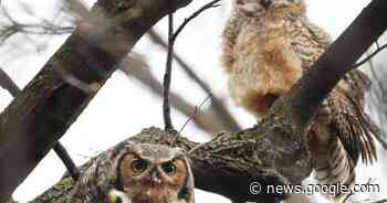 Avian flu outbreak causing unprecedented deaths in wild Minnesota birds, eagles - Star Tribune