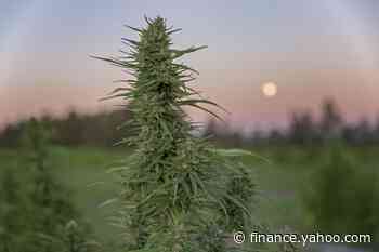 EXCLUSIVE: Sundial CEO Says Day-Trading Retail Investors 'Helped Shape The Business' - Yahoo Finance