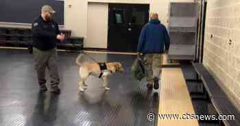 Demand for gun-detecting K-9 units at retail stores skyrockets after Mag Mile Neiman Marcus arrest - CBS News