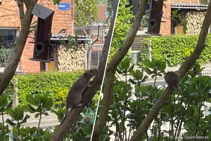 Rattenplaag teistert Mechelse woonbuurt: “Ze zitten ook op het speelpleintje”