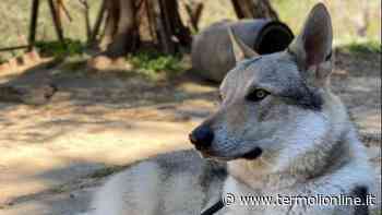Termoli: Ritroviamo Aron, il mitico lupo cecoslovacco - Termoli Online