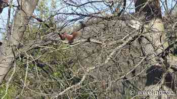 Eichhörnchen-Nachwuchs in Kiel-Mettenhof - NDR.de