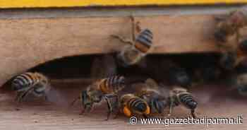 Rubati alveari di api a Parma (e altre città): ritrovati con l'antifurto gps - Gazzetta di Parma
