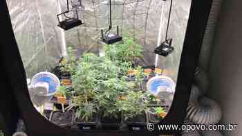 Mulher é presa em Juazeiro do Norte por despachar sementes de maconha pelos Correios - O POVO