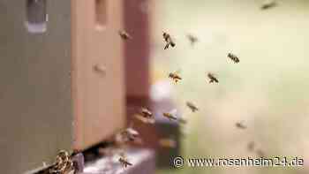Dreister Diebstahl in Großkarolinenfeld: Unbekannte klauen 16.000 Bienen