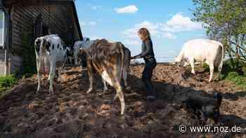 Streit auf dem Bauernhof: Mit diesen Fällen haben es Landwirtschaftsrichter in Papenburg zu tun - NOZ