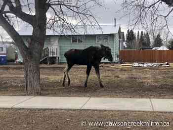 The moose are loose - but beware of ticks - Dawson Creek Mirror