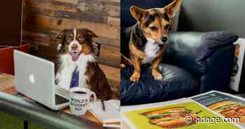 How agencies' pet policies have changed as workers return to the office