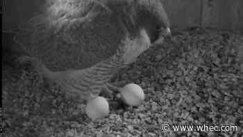 New falcon on Time Square Building lays second egg