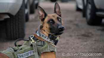 K9 Officer Jinx Shot, Killed In Manitou Springs - CBS Denver