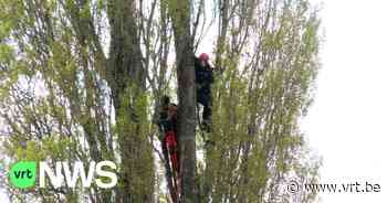 Klimteam redt poes Tux uit 15 meter hoge boom in Rekkem - VRT NWS