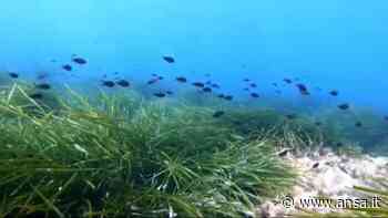 Mare: Ispra, monitorati 30 mila mq trapianti di Posidonia - Agenzia ANSA