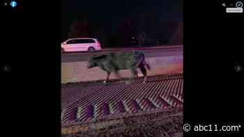 Cows get loose on highway in Winston-Salem following crash