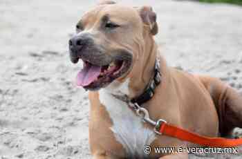 Pitbull ataca a adulta mayor ya su nieta en Coatepec | e-consulta.com 2022 - e-veracruz