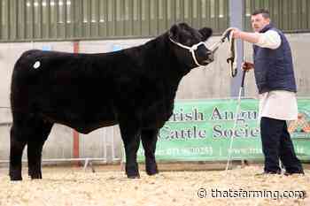 Angus cattle tick all boxes from 'birth to plate' - Thats Farming