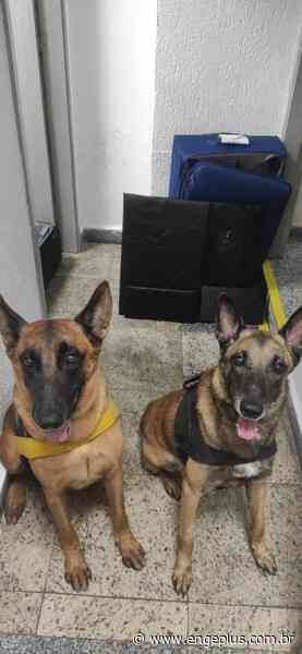 Morador de Imbituba é preso no Porto de Santos tentando embarcar com cocaína em cruzeiro - Engeplus