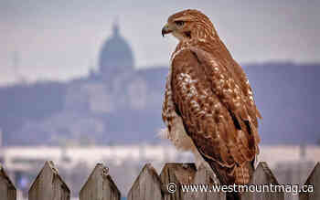 Join the Greater Montreal City Nature Challenge - Westmount Magazine