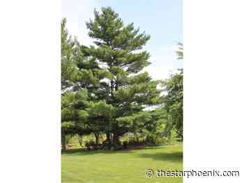 Gardening: Pines for the Prairies (Part III)