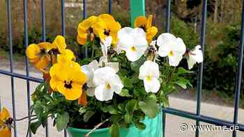 Unbekannte bestehlen Behindertenorganisation in Wittenberg - Mitteldeutsche Zeitung