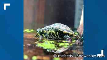 Two-headed turtle at Virginia Living Museum dies