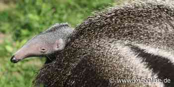 Ameisenbär-Baby im Kölner Zoo geboren: Nachwuchs mit markanter Schnauze