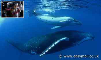 The secret life of humpback whales: 'Gunshot' call offers glimpse of their lives in the high seas 