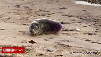 Seals stoned and chased in spate of attacks over Easter