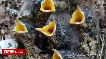 Rescued robin chicks were 'moments' from being crushed