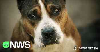Buurtbewoners vragen gemeentelijk verbod op pitbullachtige honden na zware aanval in Schilde - VRT NWS