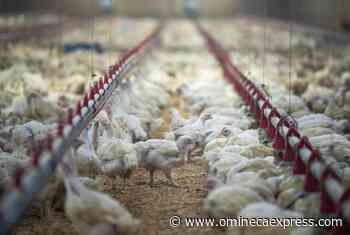 B.C. poultry farmers uniquely equipped to respond to possible avian flu - Omineca Express