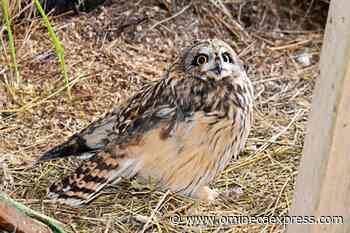 Hoo is this bird? Prince Rupert amputee owl needs a name – Vanderhoof Omineca Express - Omineca Express