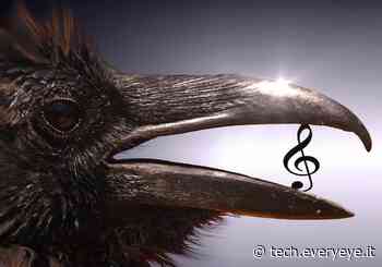 Esiste una specie sulla Terra in grado di comporre, produrre e condividere musica - Everyeye Tech