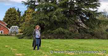 Anger as 'majestic' Coventry cedar tree set to be cut down for houses - Coventry Live