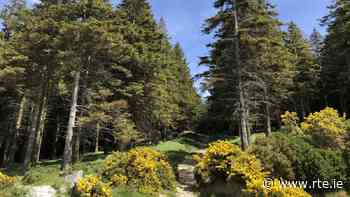 Plan to plant 100,000 hectares of new forest in Ireland - RTE.ie