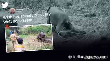 How forest officials treated an elephant for parasitic worms. Watch video - The Indian Express