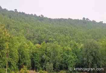 VFC Helps Forest People in Madhya Pradesh to Stop Tree Felling, Reclaims Forests - Krishi Jagran