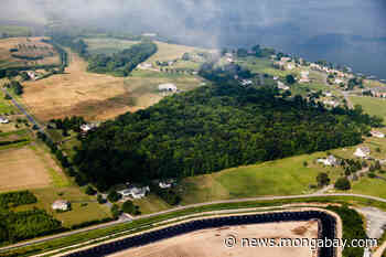 Trees and soil at the forest's edge store more carbon than we thought, studies reveal - Mongabay.com