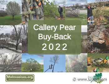 Missouri Invasive Plant Council and Forest ReLeaf offer Callery Pear 'buy-back' event - KMOV4