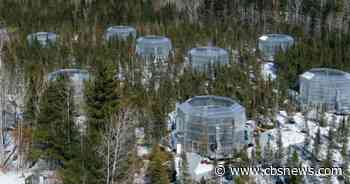 How an experimental Minnesota forest is helping predict what could happen in different climate change scenarios - CBS News