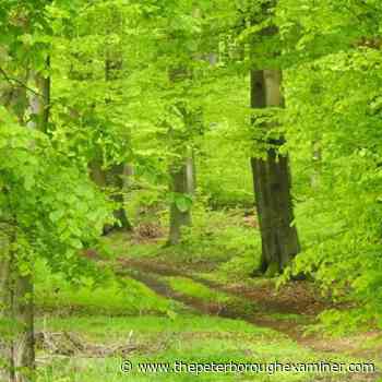 Northumberland partners issuing prescribed burns for Cramahe area, county forest - The Peterborough Examiner