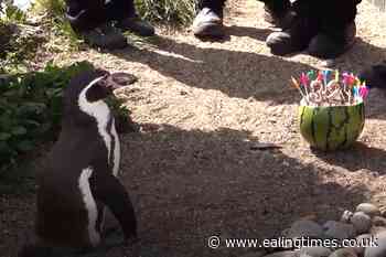 World's oldest Humboldt penguin celebrates 32nd birthday with watermelon cake - Ealing Times