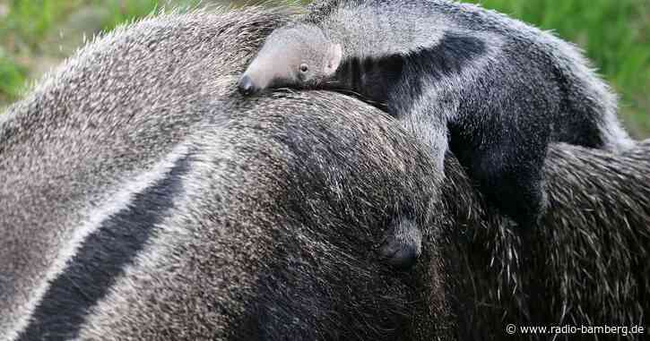 Kölner Zoo: Kleiner Ameisenbär mit markanter Schnauze
