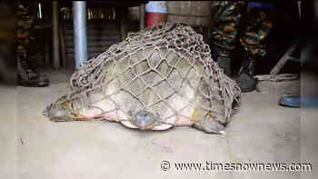 'Heroes': Forest officials rescue massive Endangered narrow-headed softshell turtle - Watch video - Times Now