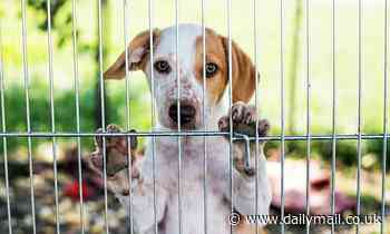 'Hair of the dog' tests reveal pooches that spend weeks in shelters can suffer from 'chronic stress'