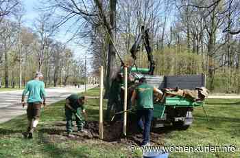 Dresden pflanzt gegen die Hitze an - Dresden - WochenKurier