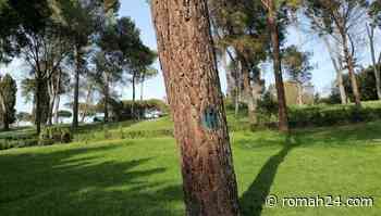 Da Villa Ada a corso Trieste: via all'endoterapia per i pini. I comitati: "Più sicurezza ed informazione" - Trieste-Salario - romah24.com